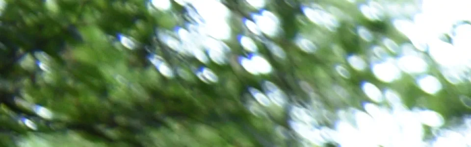 Kampleider en kinderen juichen in het bos