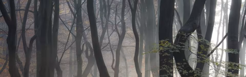 Mistig bos met kale bomen