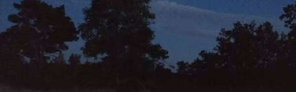 Maan boven een boom in het donker