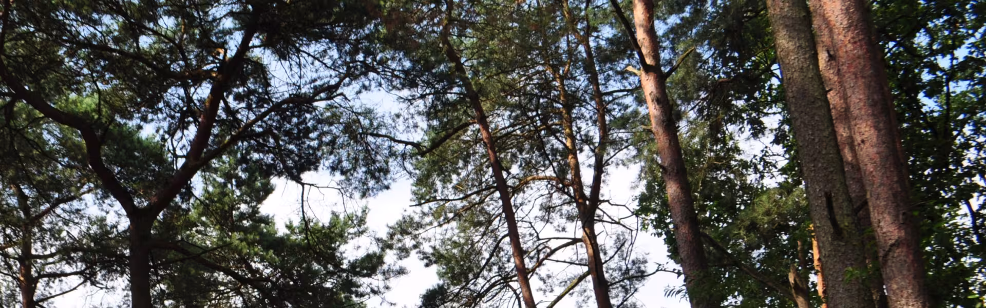 Deelnemers op het kampterrein tussen de bomen