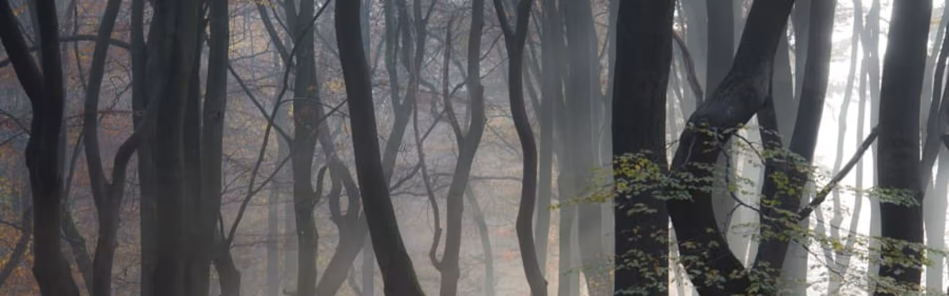 Mistig bos met kale bomen