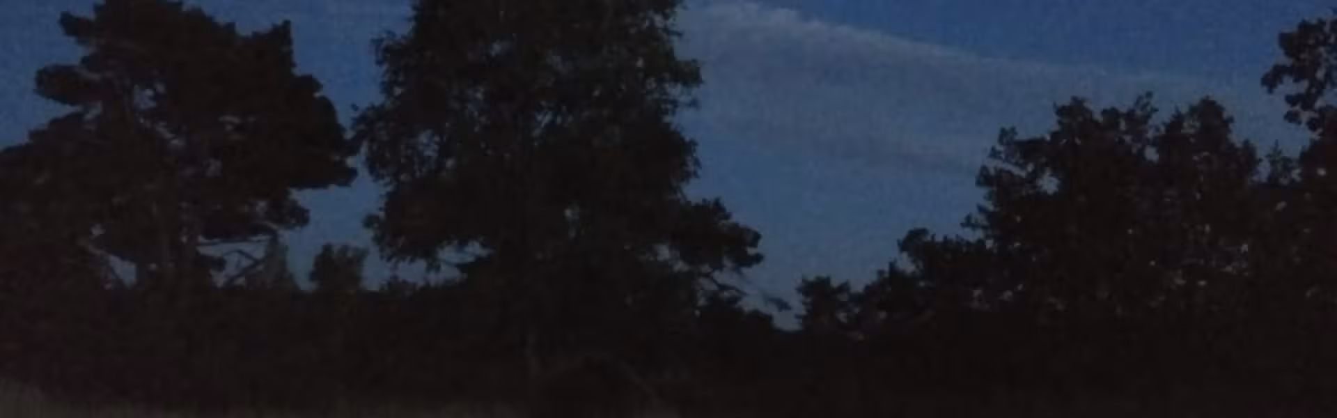 Maan boven een boom in het donker